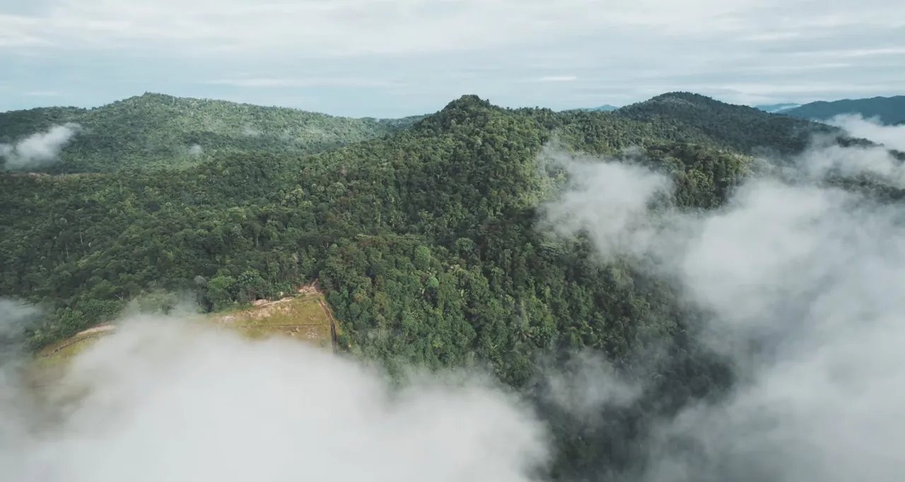 Low cloud drifting over the regenerating forest canopy