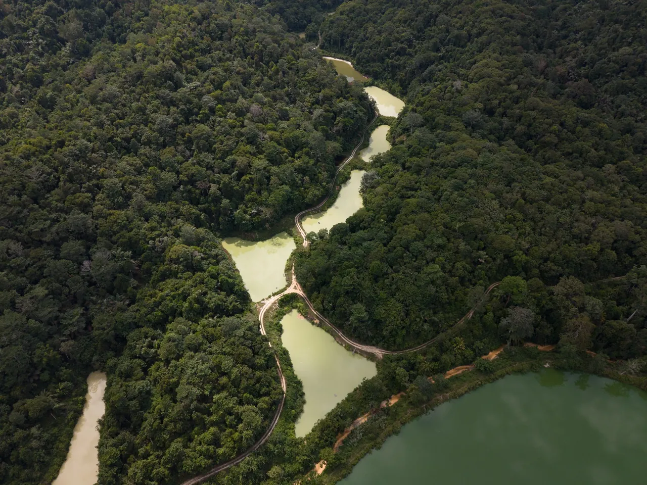 Forest ponds held by dense canopy