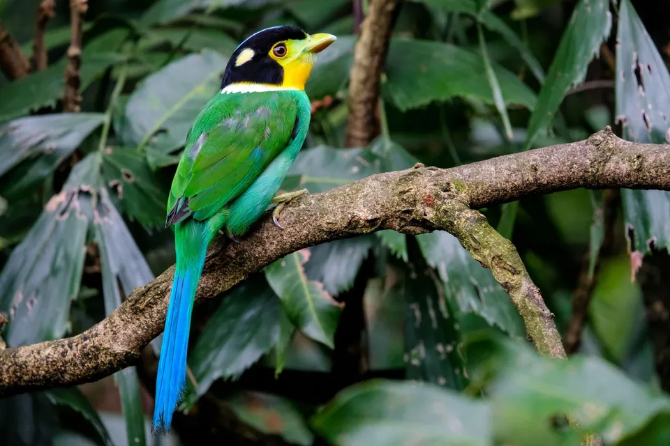 Long-tailed broadbill perched on a branch