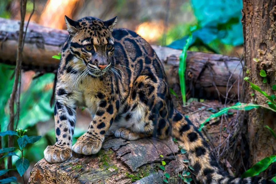 Clouded leopard