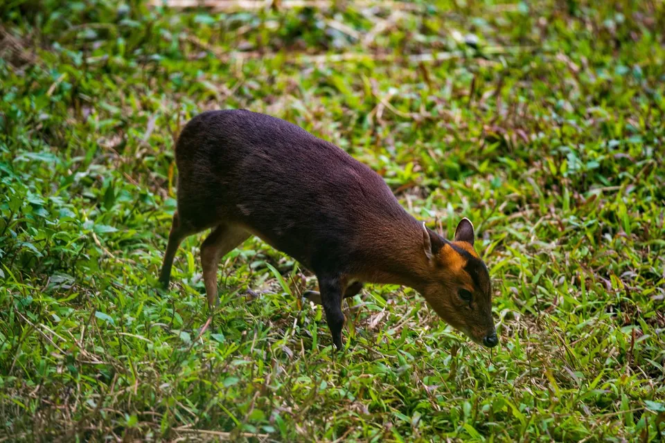 Barking deer grazing