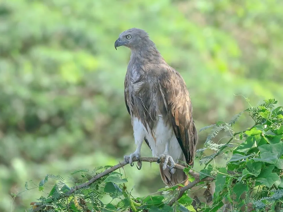 Lesser fish eagle on a branch