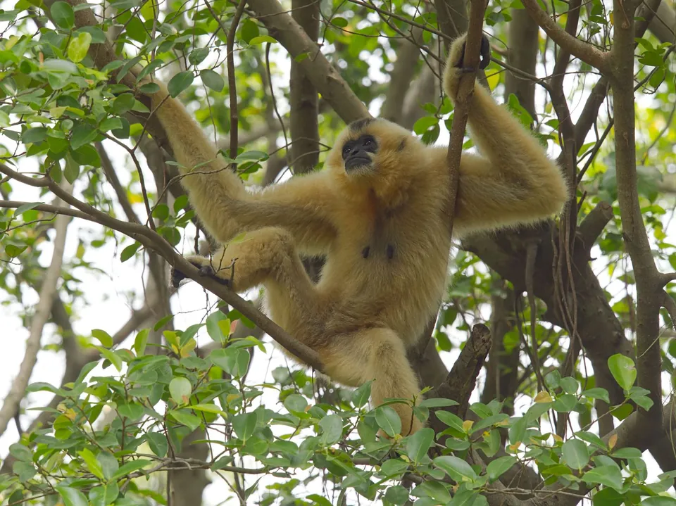White-handed gibbon in the canopy