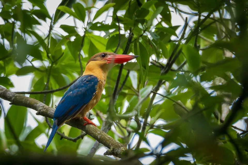 Stork-billed kingfisher