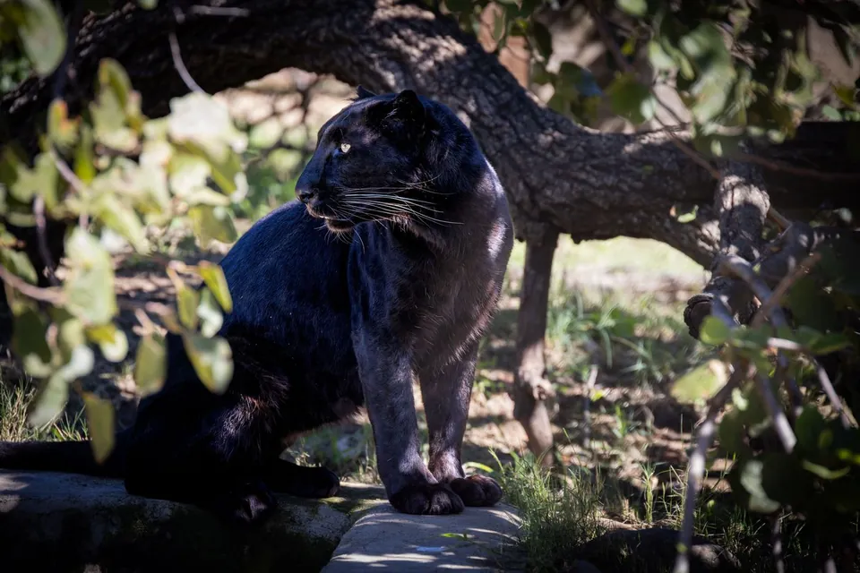 Black panther, melanistic leopard