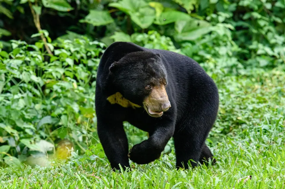 Malayan sun bear