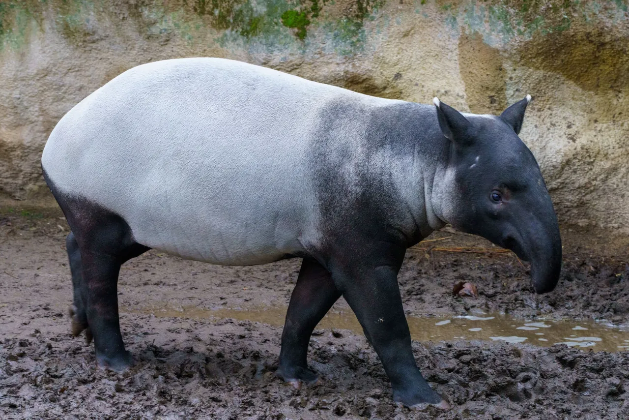 Malayan tapir, endangered species of these forests